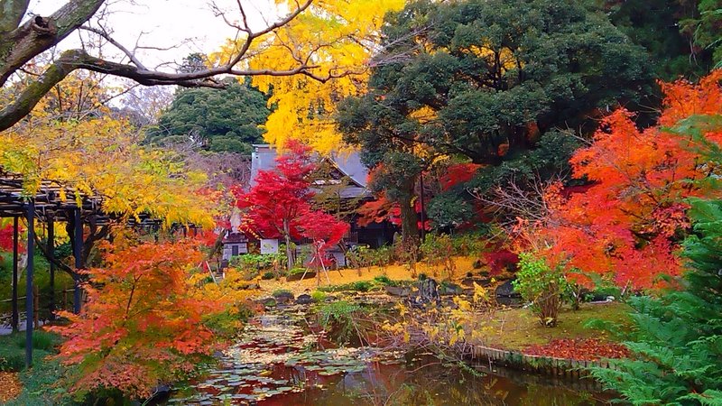 毎年恒例、松戸本土寺の紅葉チェック