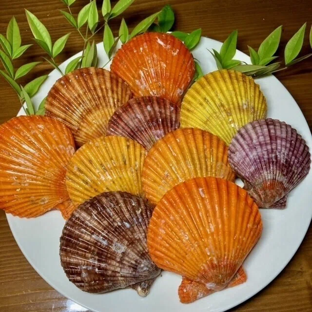 カラフルな天然色が特徴のヒオウギ貝☆濃厚な味わいと大きな貝柱の旨み