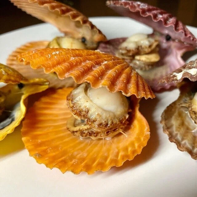 カラフルな天然色が特徴のヒオウギ貝☆濃厚な味わいと大きな貝柱の旨み
