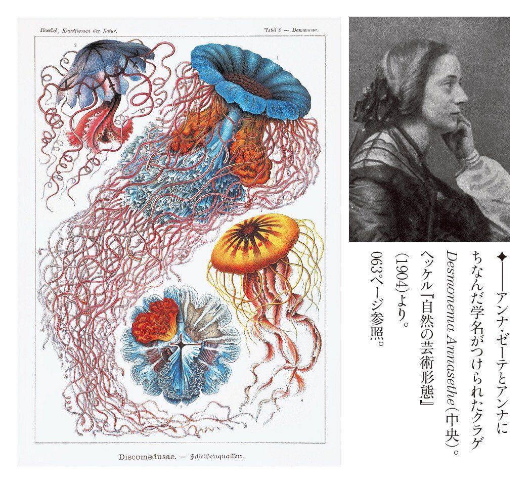 反復幻想—進化と発生とゲノムの階層性 | 倉谷 滋 |本 | 通販