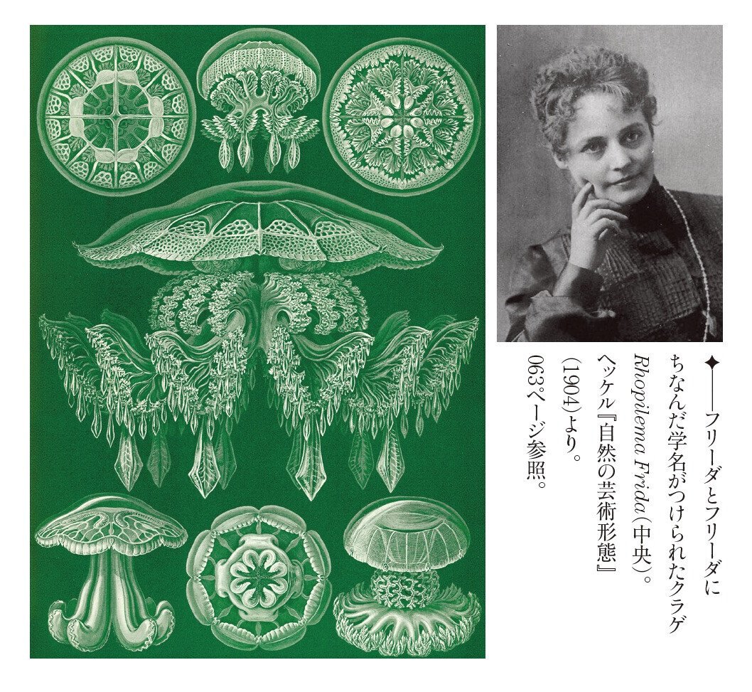 進化発生学者 倉谷滋が『ヘッケルと進化の夢』（佐藤恵子著）を