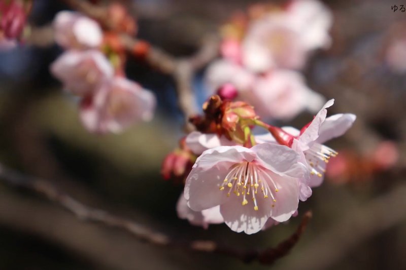 新宿御苑の桜の写真