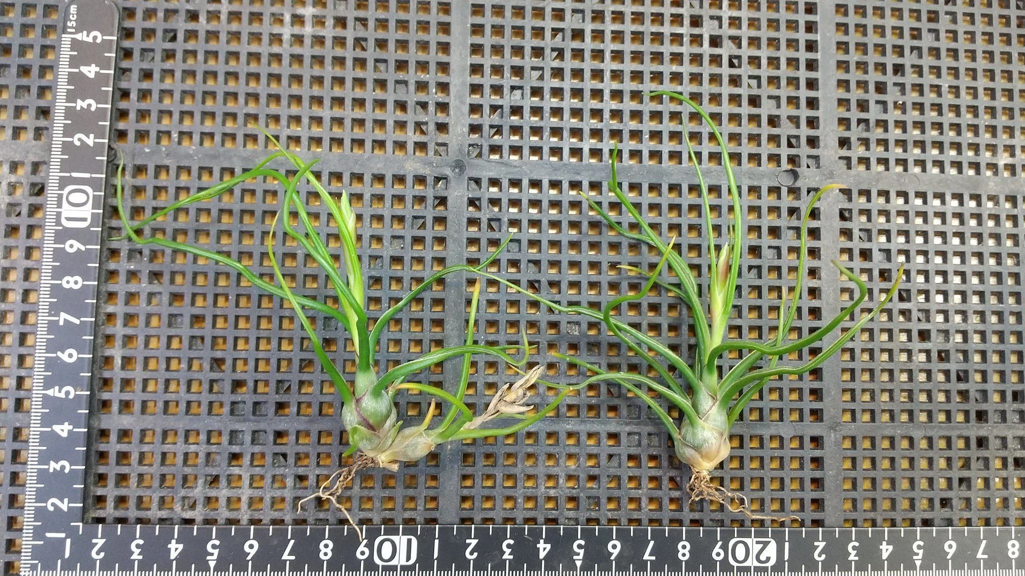 チランジア入荷リスト11/27｜NatureGarden🌿神田