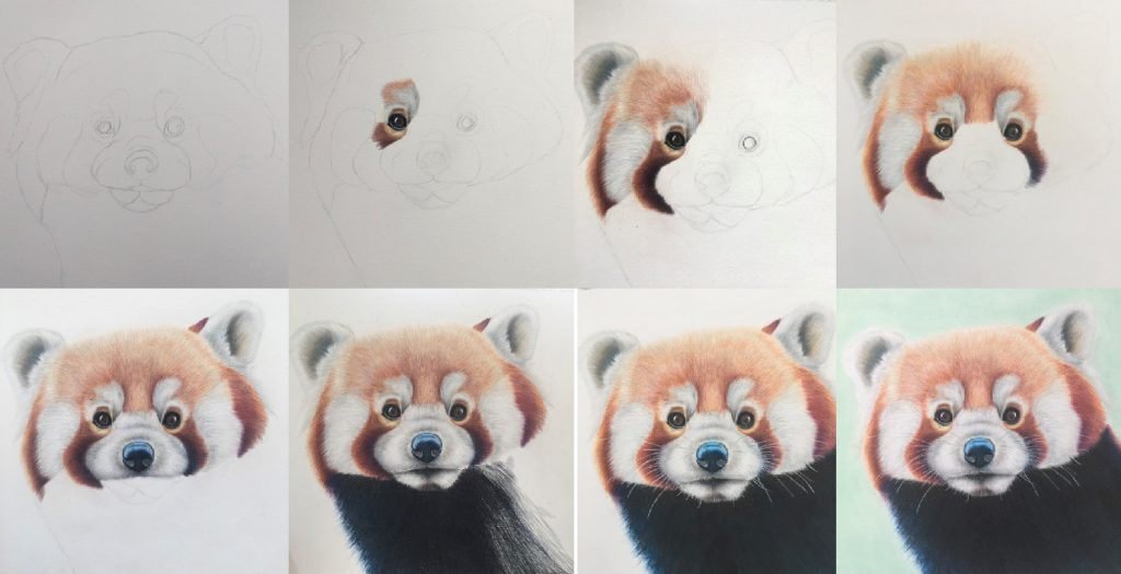ライトファストで描くレッサーパンダ： アリス・ヒバート