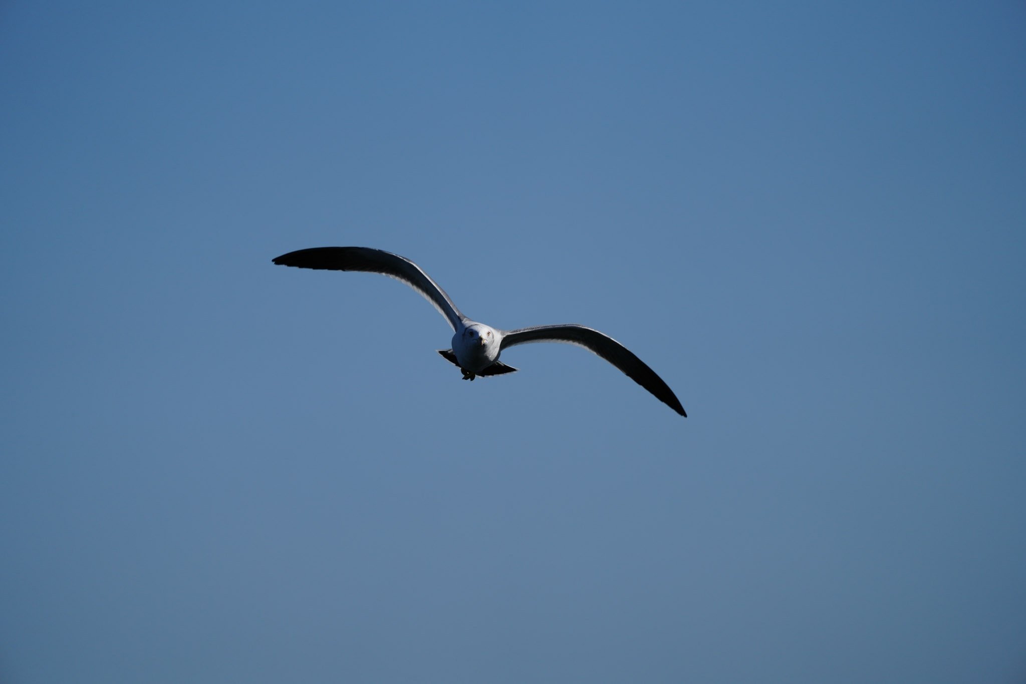 α7R Vで昼休み鳥探し｜toshiboo