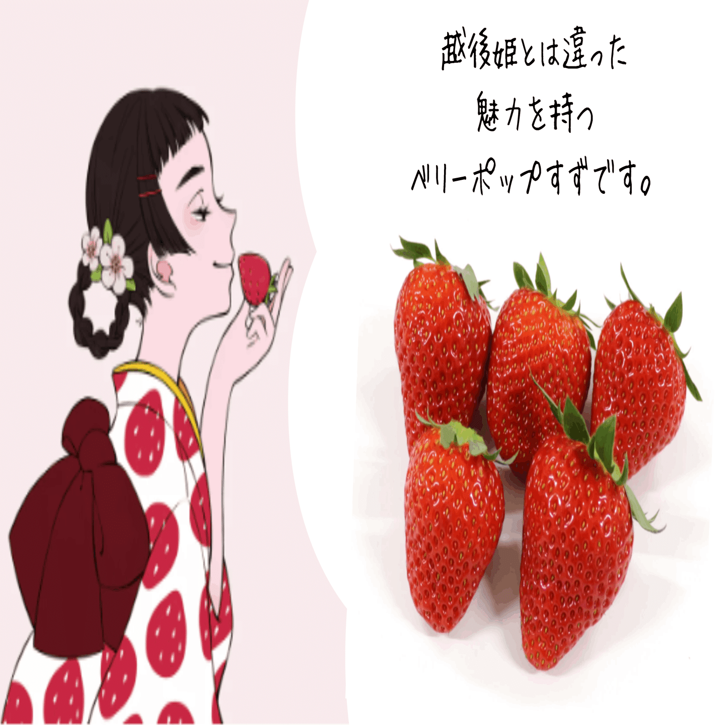 いちごページ　リクエスト5点 9いちごの街・新発田】プロジェクトの起爆剤となるか！？新品種が