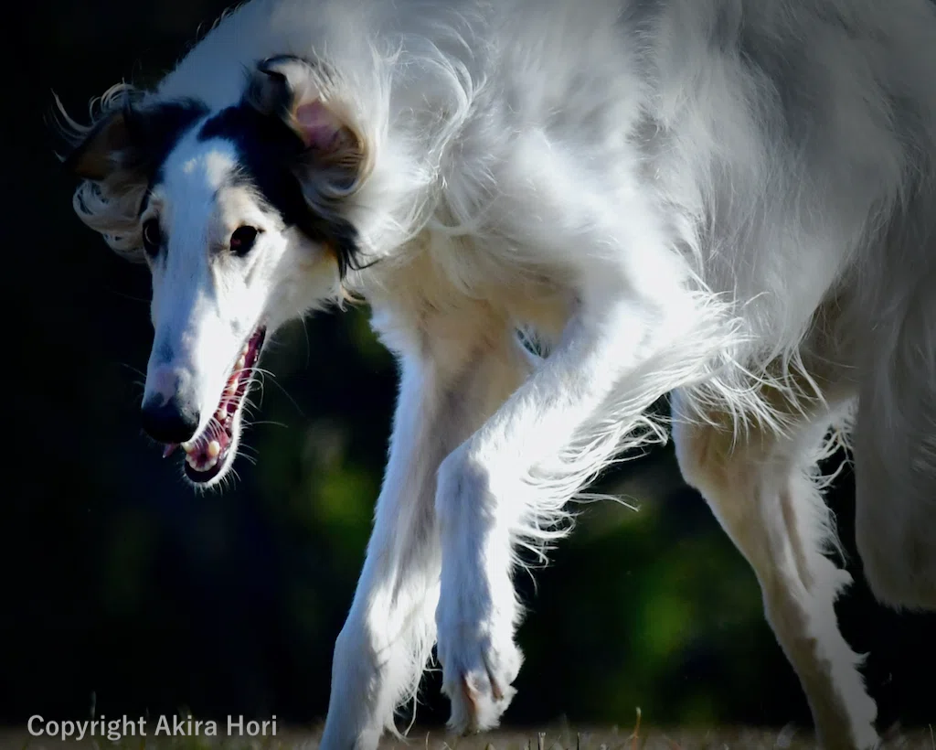 ボルゾイ BORZOI：近世以前 ロシア｜2本足の犬