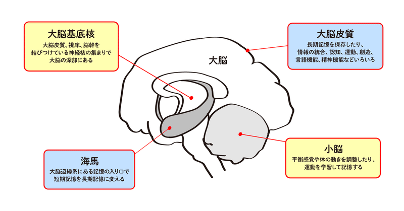 海馬と大脳皮質、小脳と大脳基底核の図