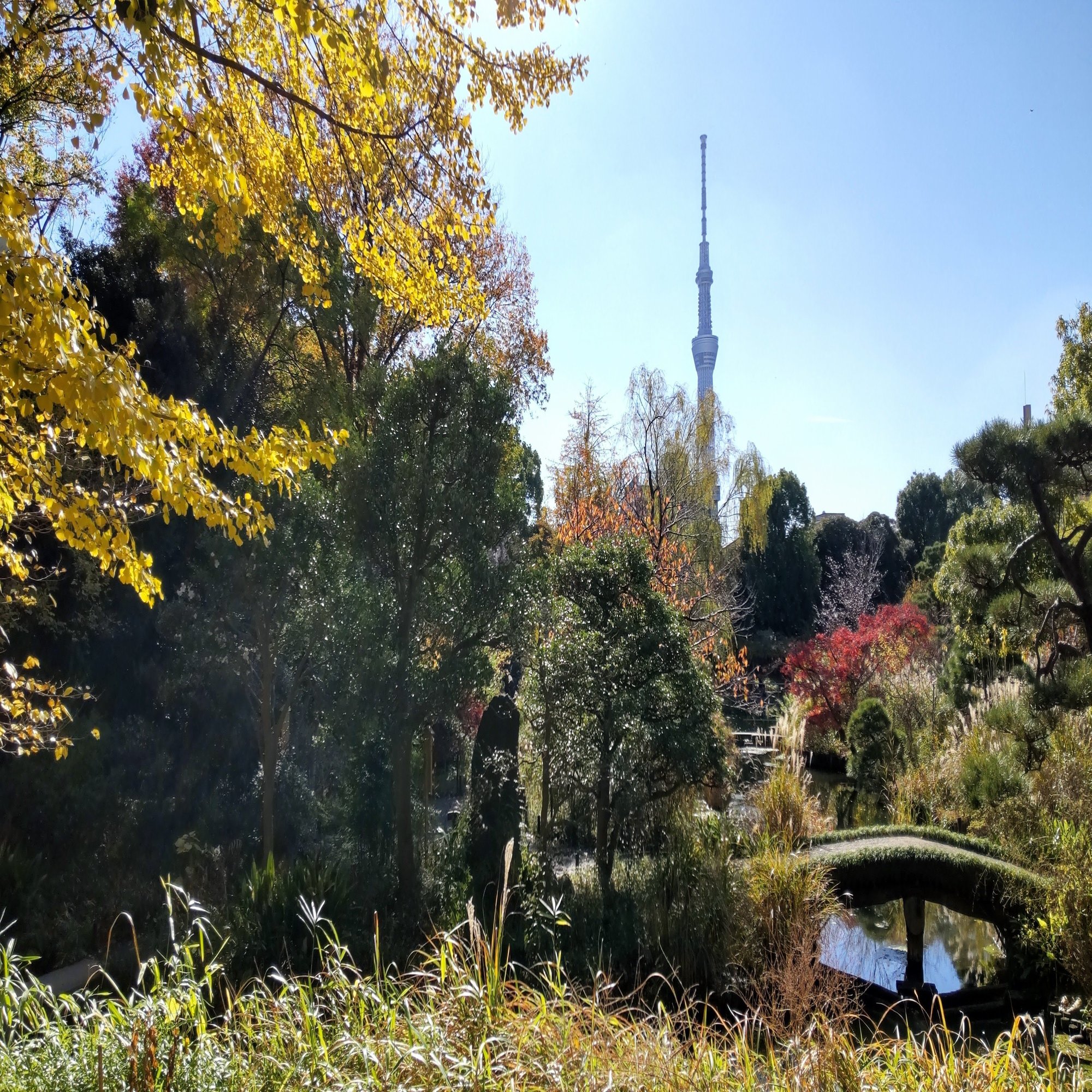 都心だからこそみられる紅葉の風景 向島百花園 Van K Note