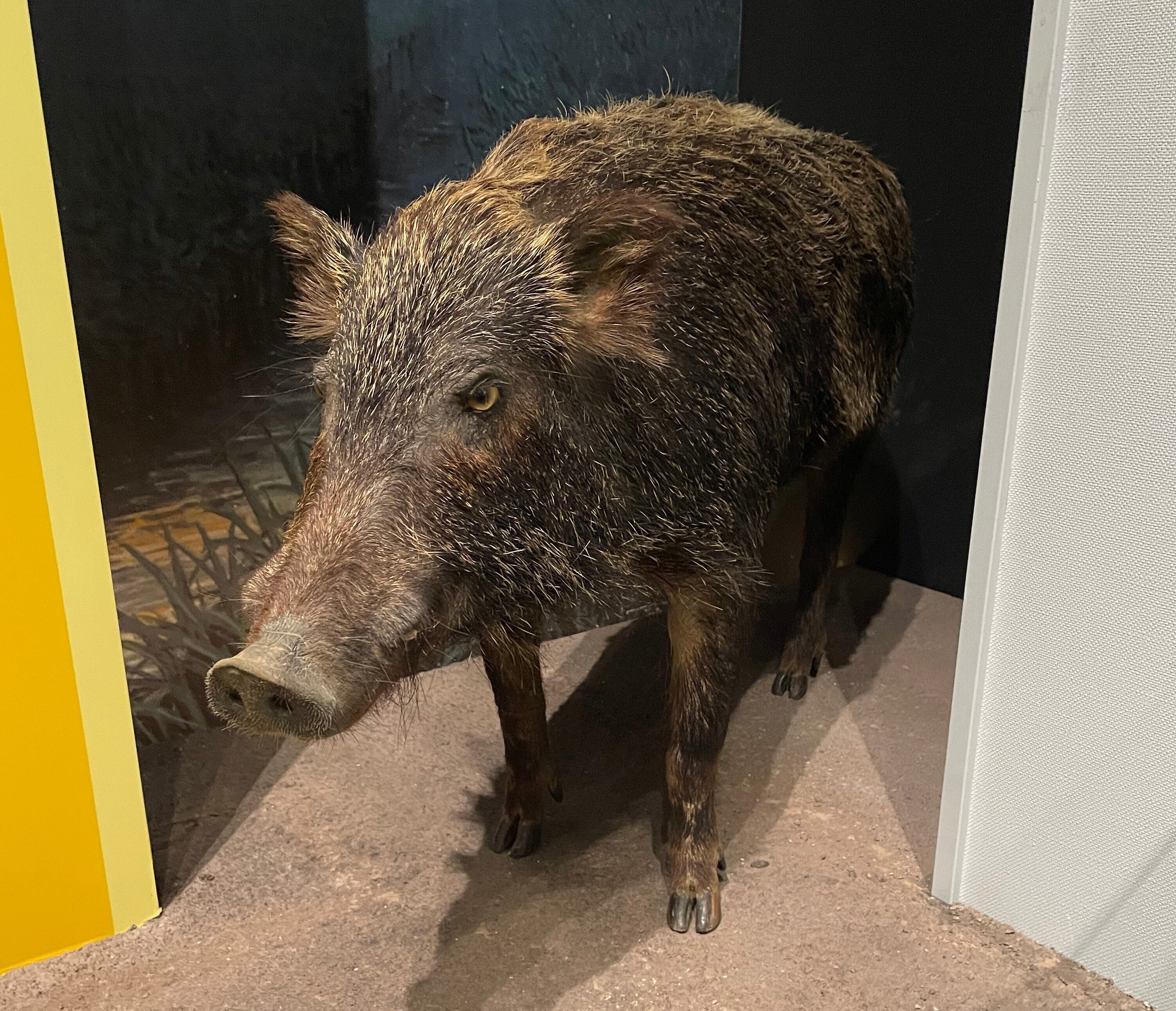 イノシシの剥製