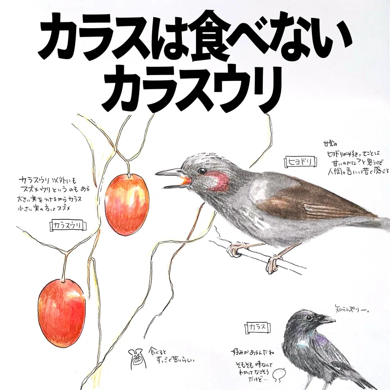 カラスは食べないカラスウリ|自然ガイドのくますけ|自然ネタを日々配信