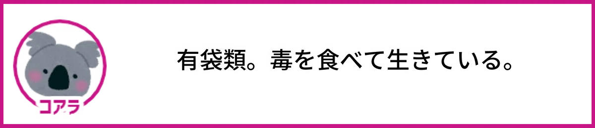 コアラ。有袋類。毒を食べて生きている。