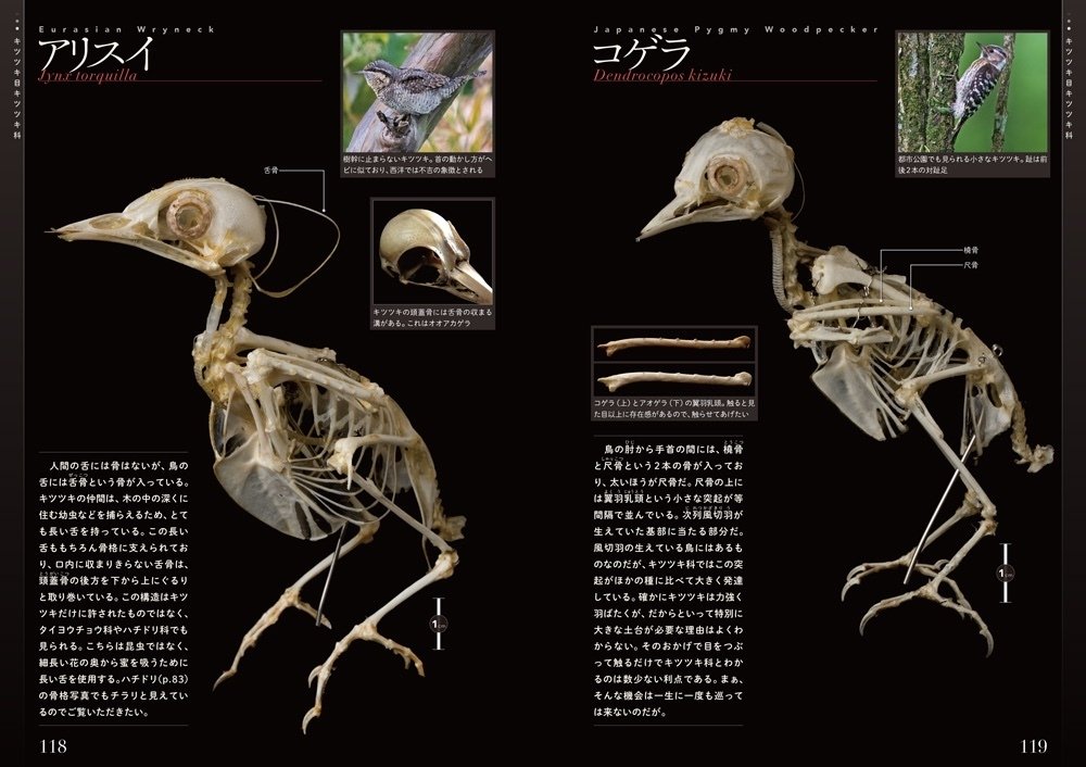 Tunnicliffe's Birds　鳥の測定図集　鳥図鑑　洋書 Tunnicliffe's Birds 鳥の測定図集 鳥図鑑 洋書 - メルカリ