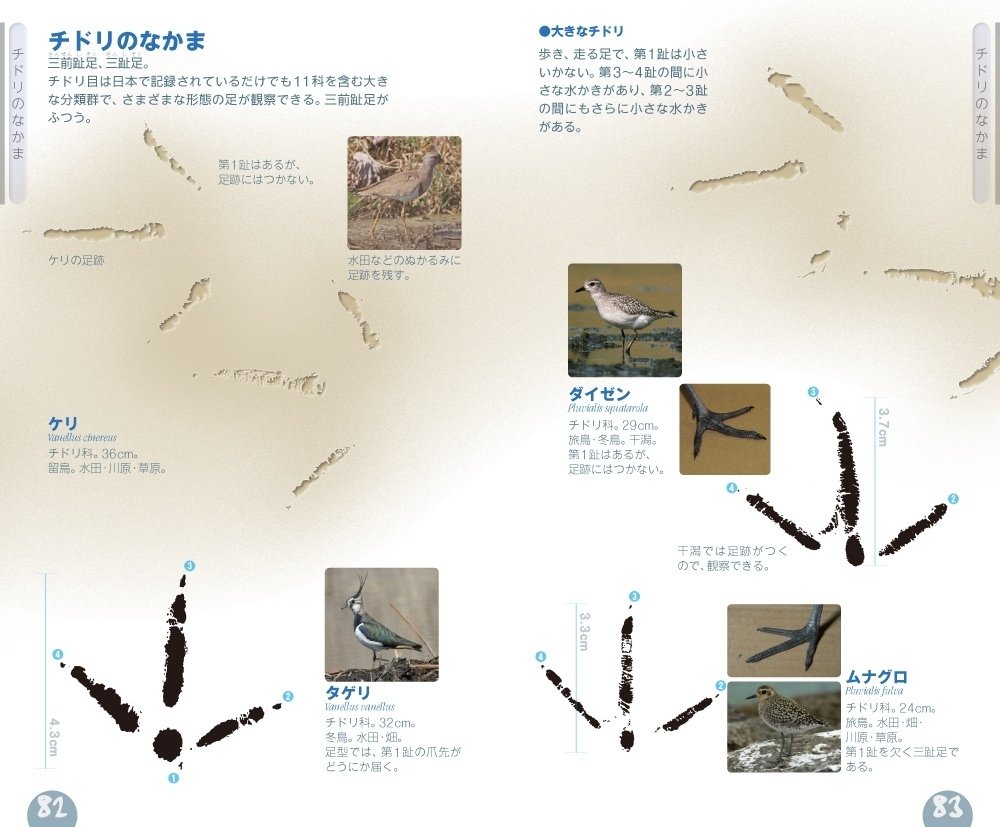Tunnicliffe's Birds　鳥の測定図集　鳥図鑑　洋書 Tunnicliffe's Birds 鳥の測定図集 鳥図鑑 洋書 - メルカリ