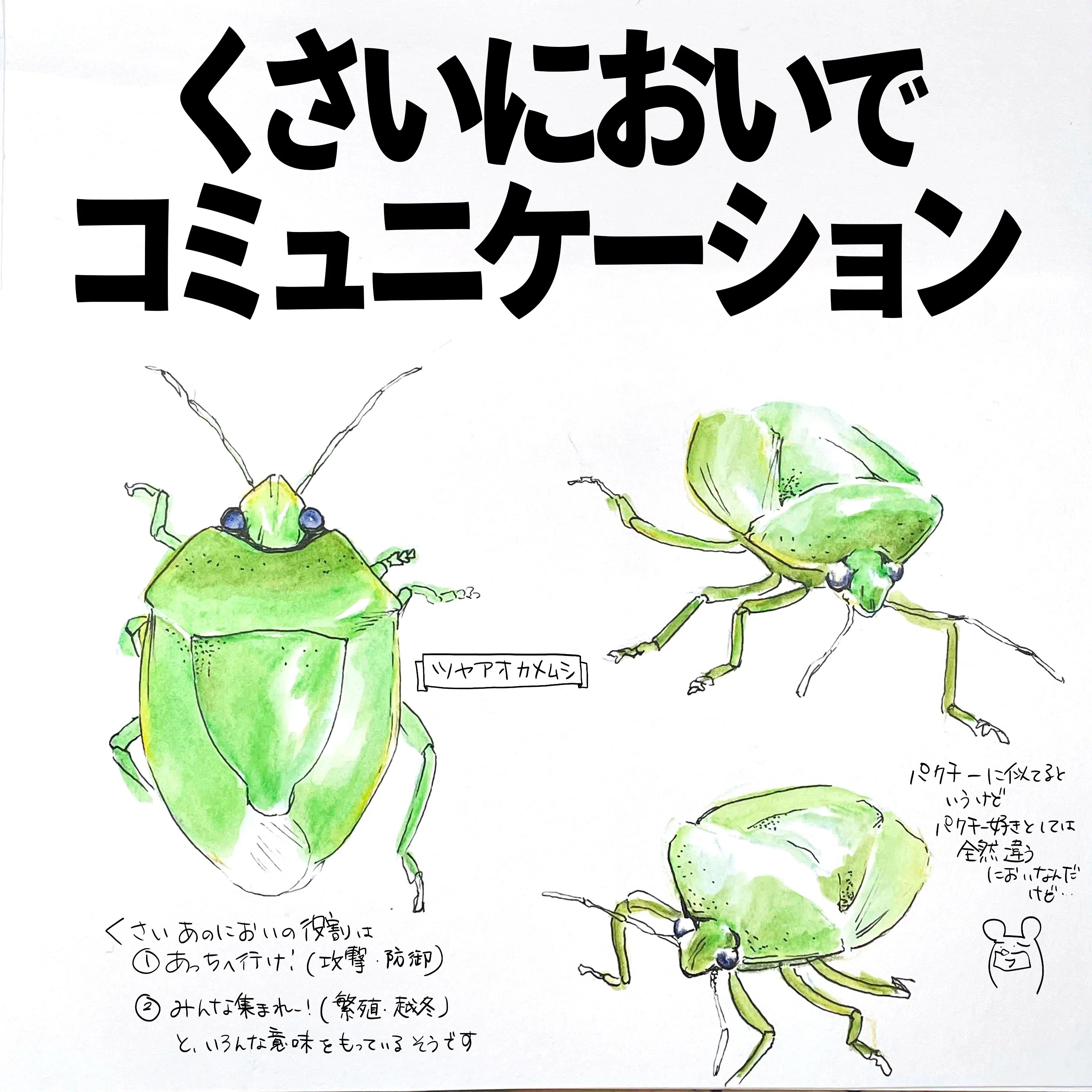 くさいにおいでコミュニケーション｜カメムシ｜くますけ｜自然ガイド