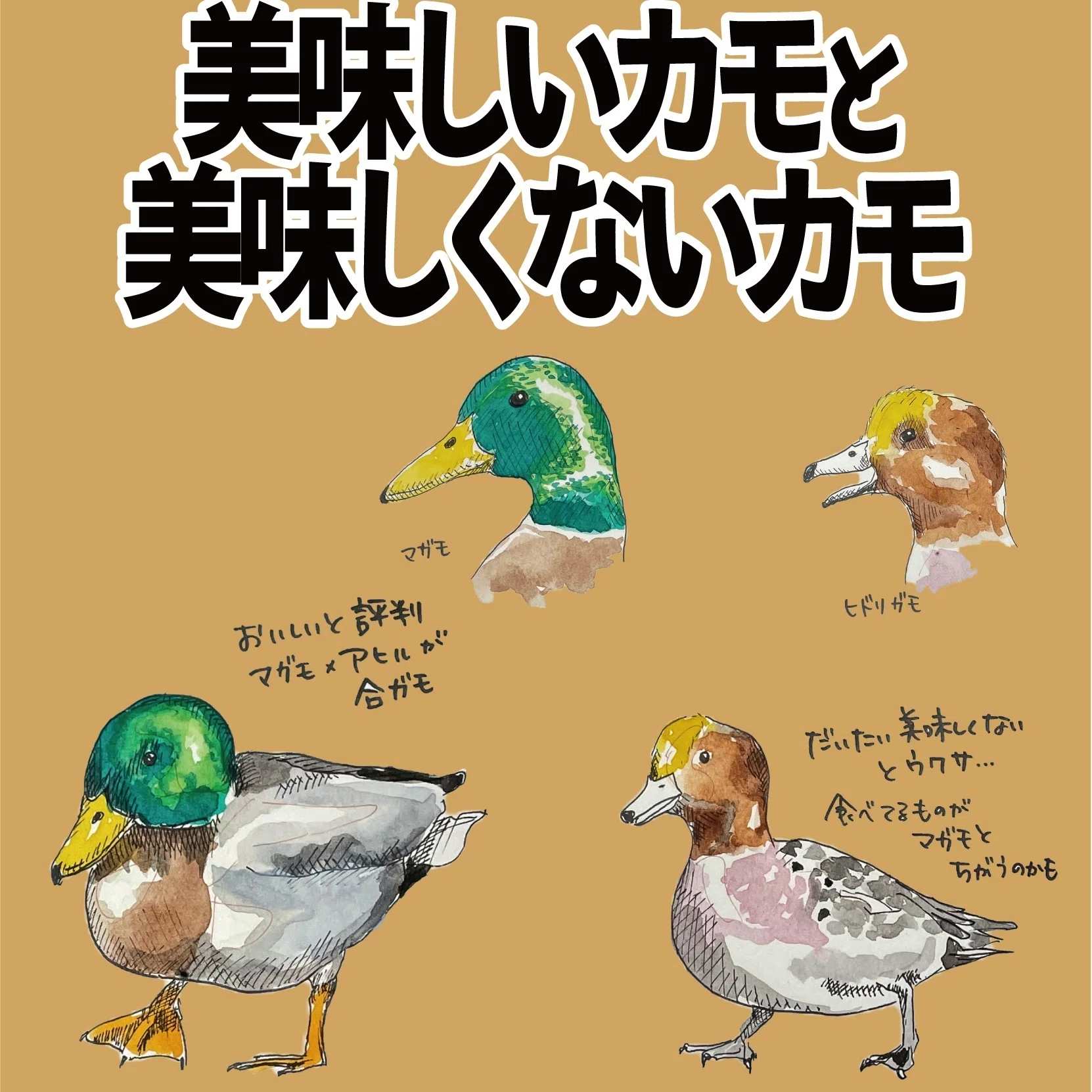 美味しいカモと、美味しくないカモ｜くますけ｜自然ガイド・クリエイター