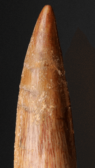 スピノサウルス 歯 化石 楽天市場】【送料無料