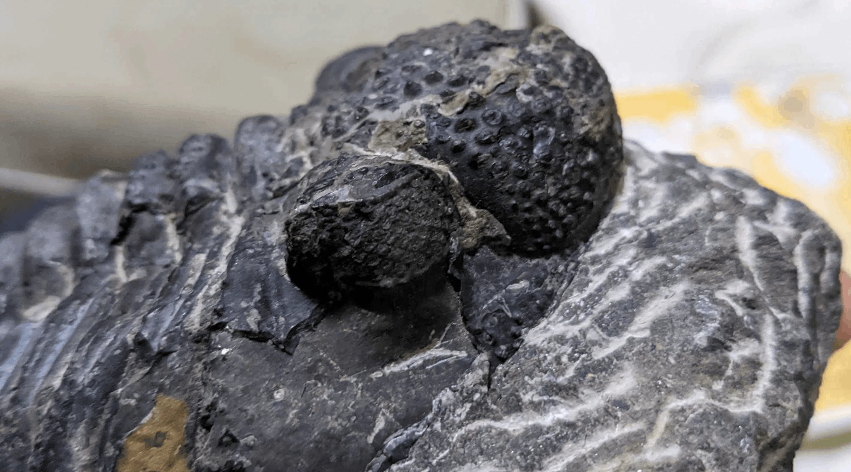 その化石って本物？恐竜時代の化石収集の世界と偽物の見分け方｜KY研究