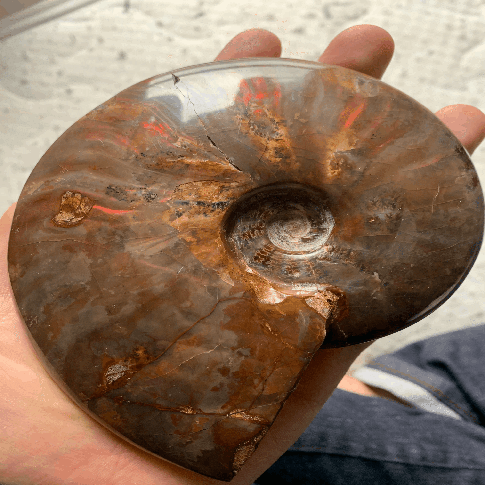 その化石って本物？恐竜時代の化石収集の世界と偽物の見分け方｜KY研究