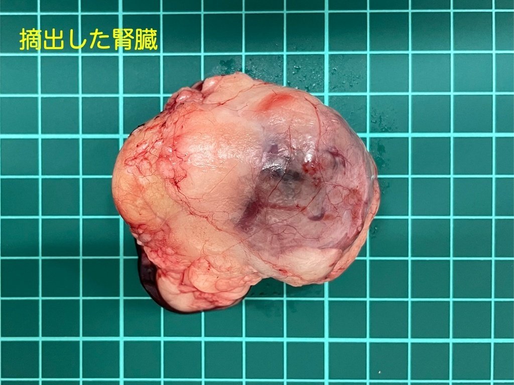手術note1 腎臓の腫瘍｜QUARC動物病院