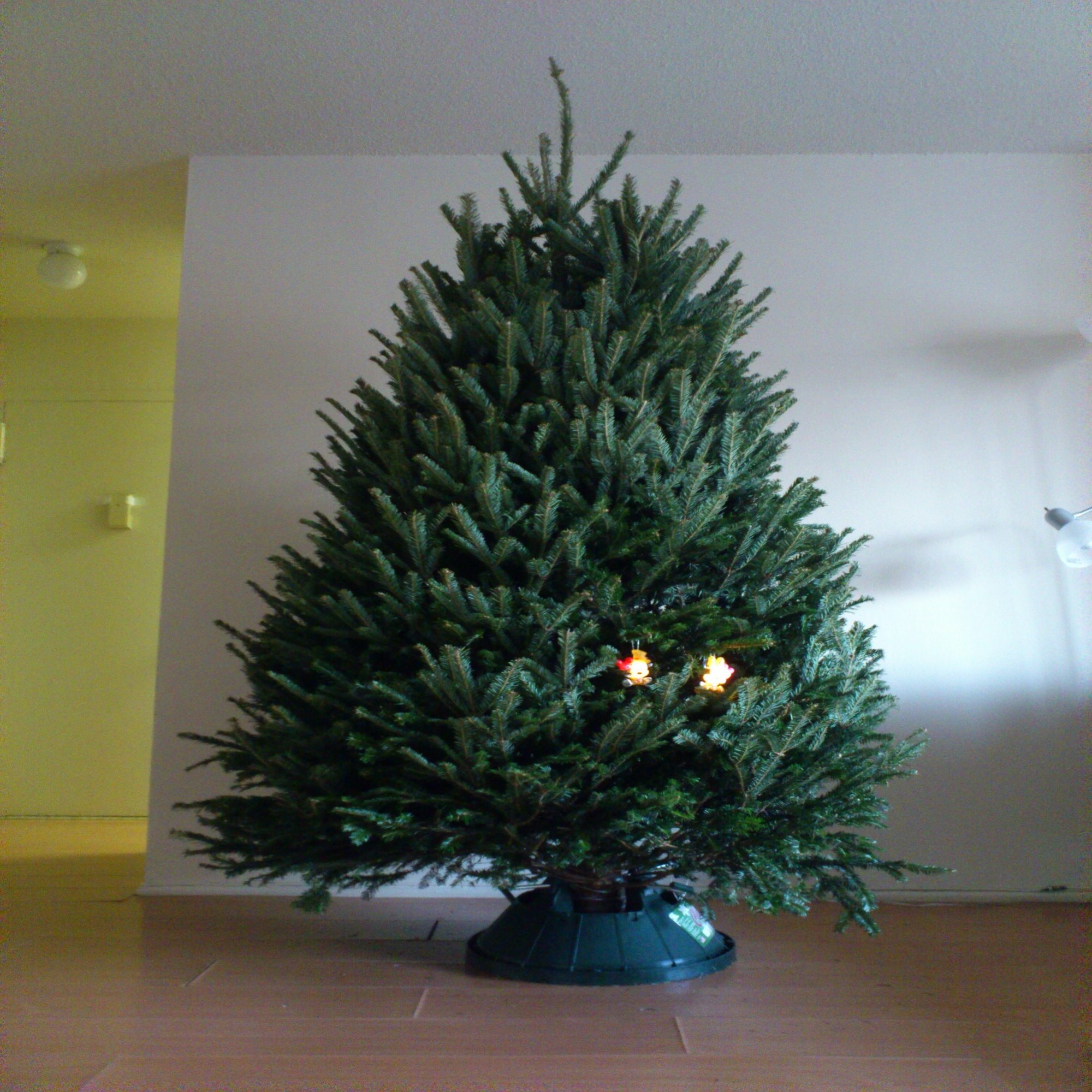 本物クリスマスツリーで溢れるアメリカの街｜まーぶる, image size:1500x2000