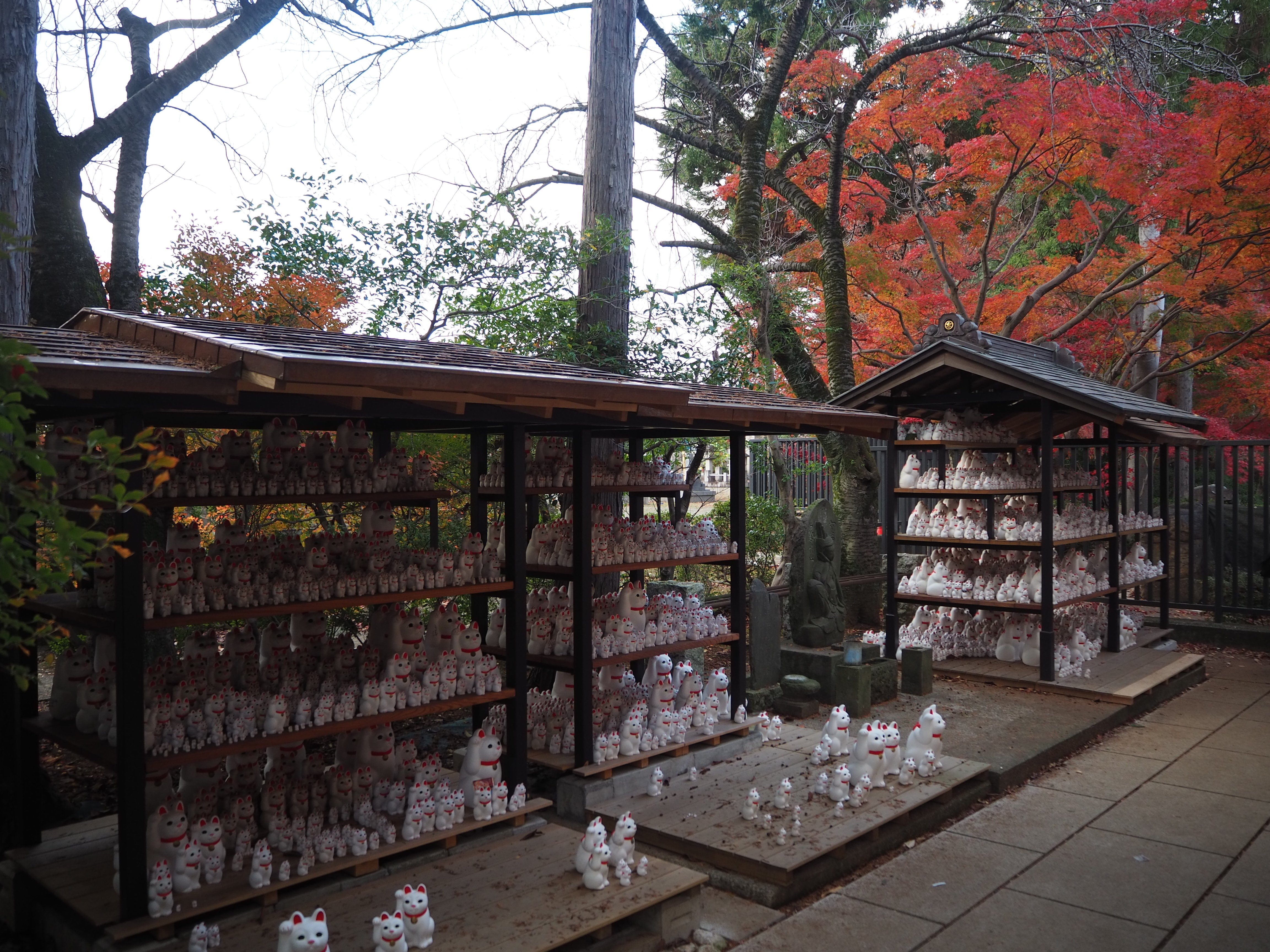 豪徳寺の紅葉と招き猫（2）｜平松 武｜元外務官僚