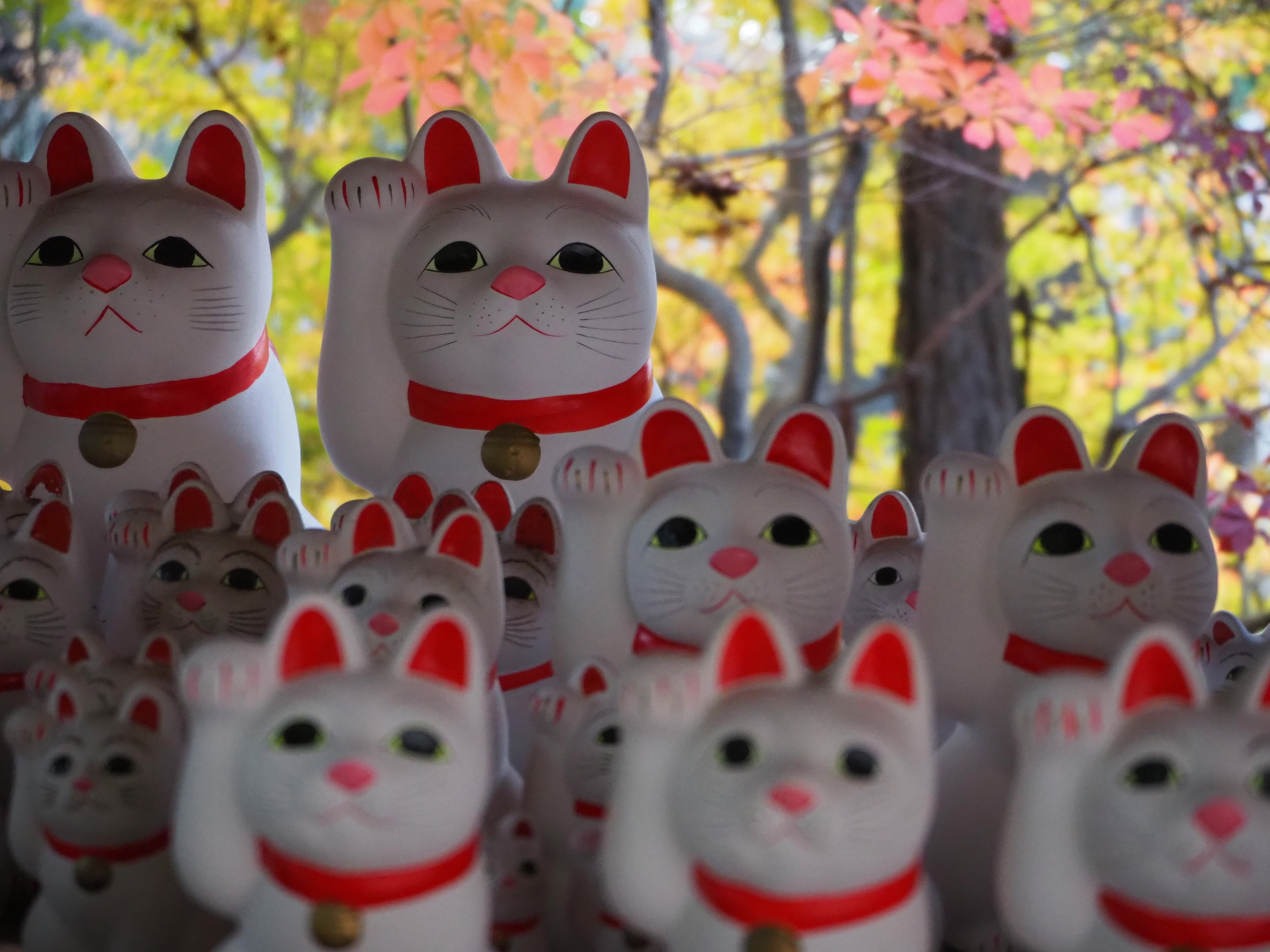 豪徳寺の紅葉と招き猫（2）｜平松 武｜元外務官僚