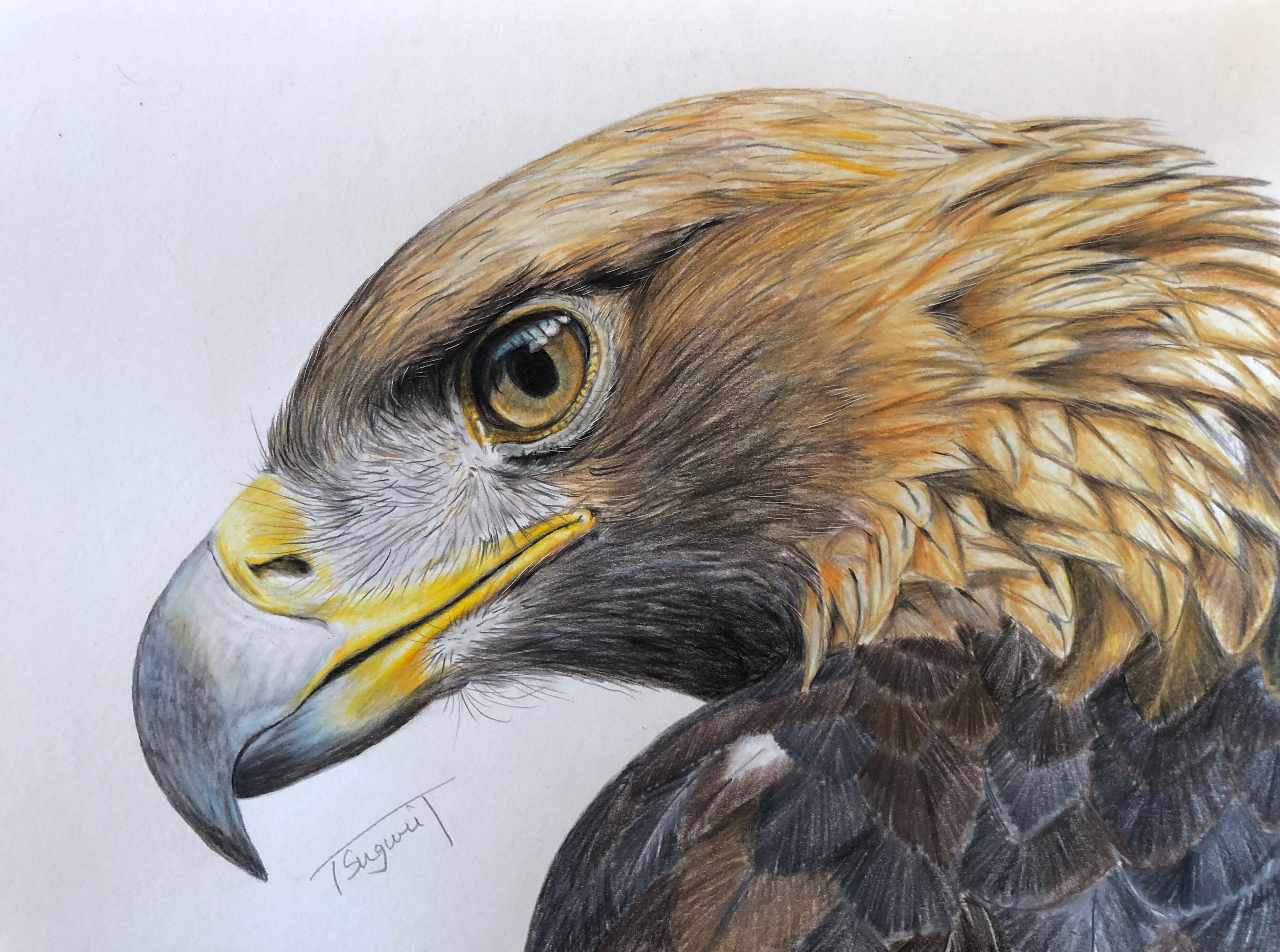 ほっと 野鳥