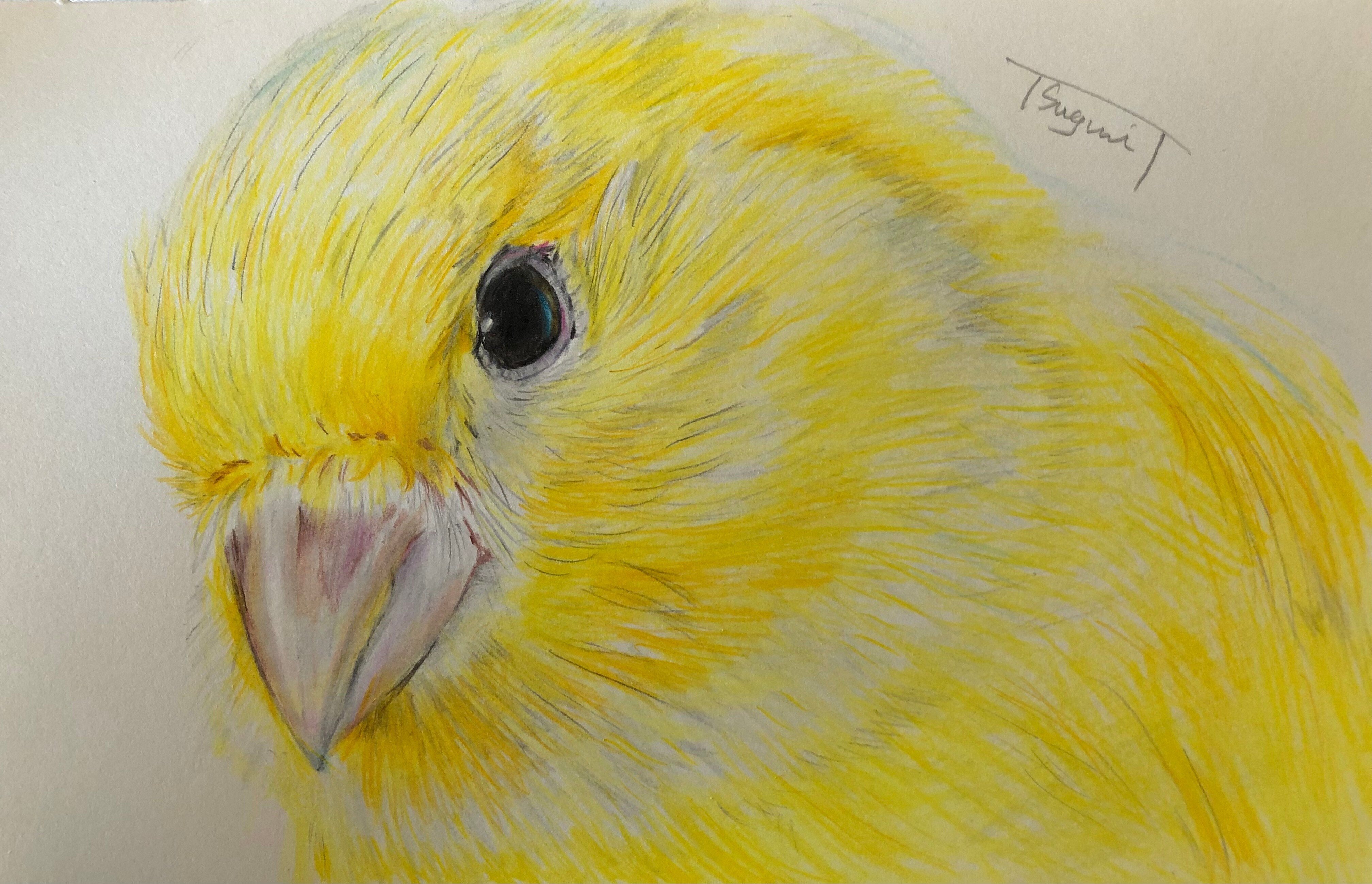 鳥の絵を載せるだけの日 17｜橘鶫TachibanaTsugumi