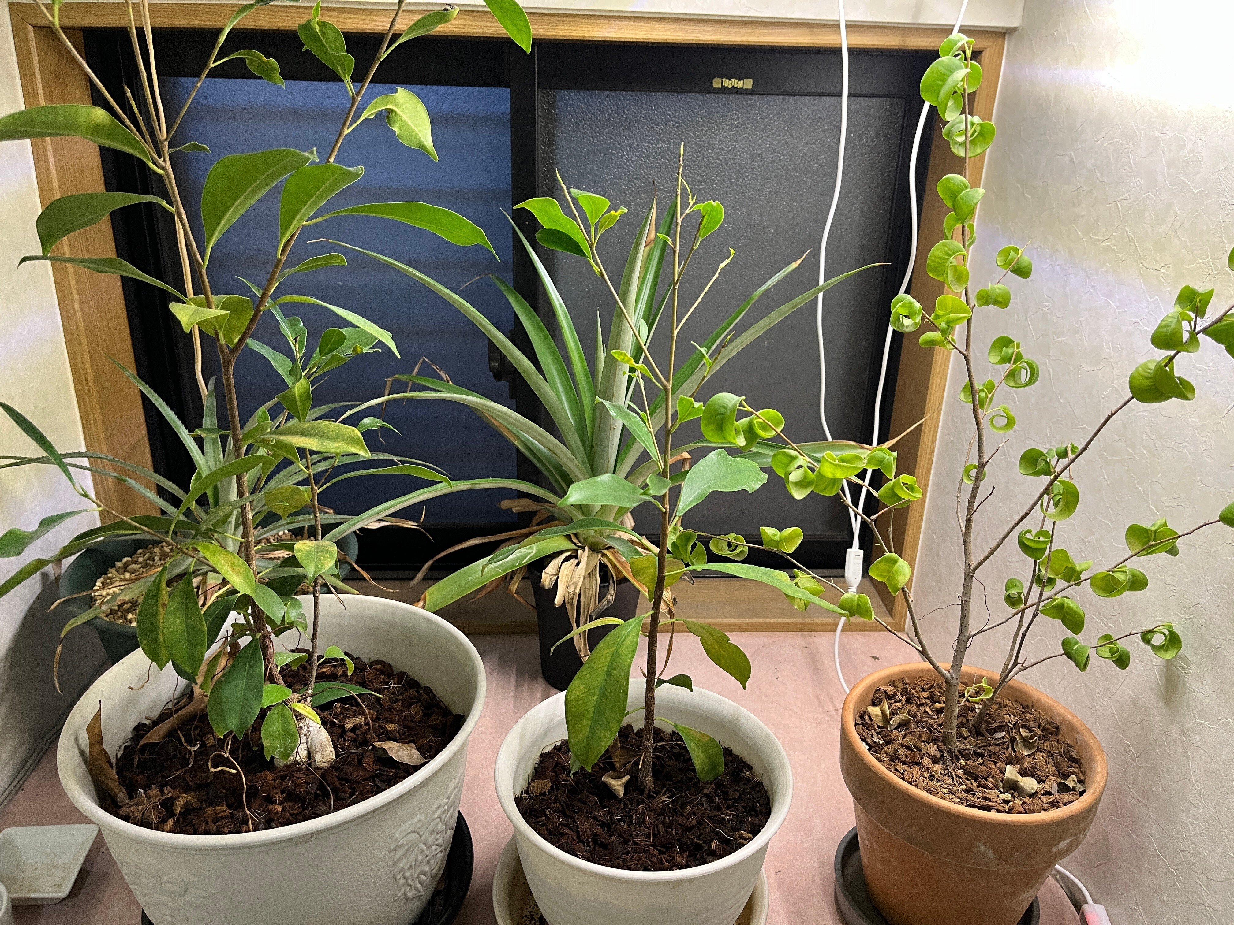 家の植物-ガジュマル、パイナップル-(2022.12.4)｜NAKADA Shugo