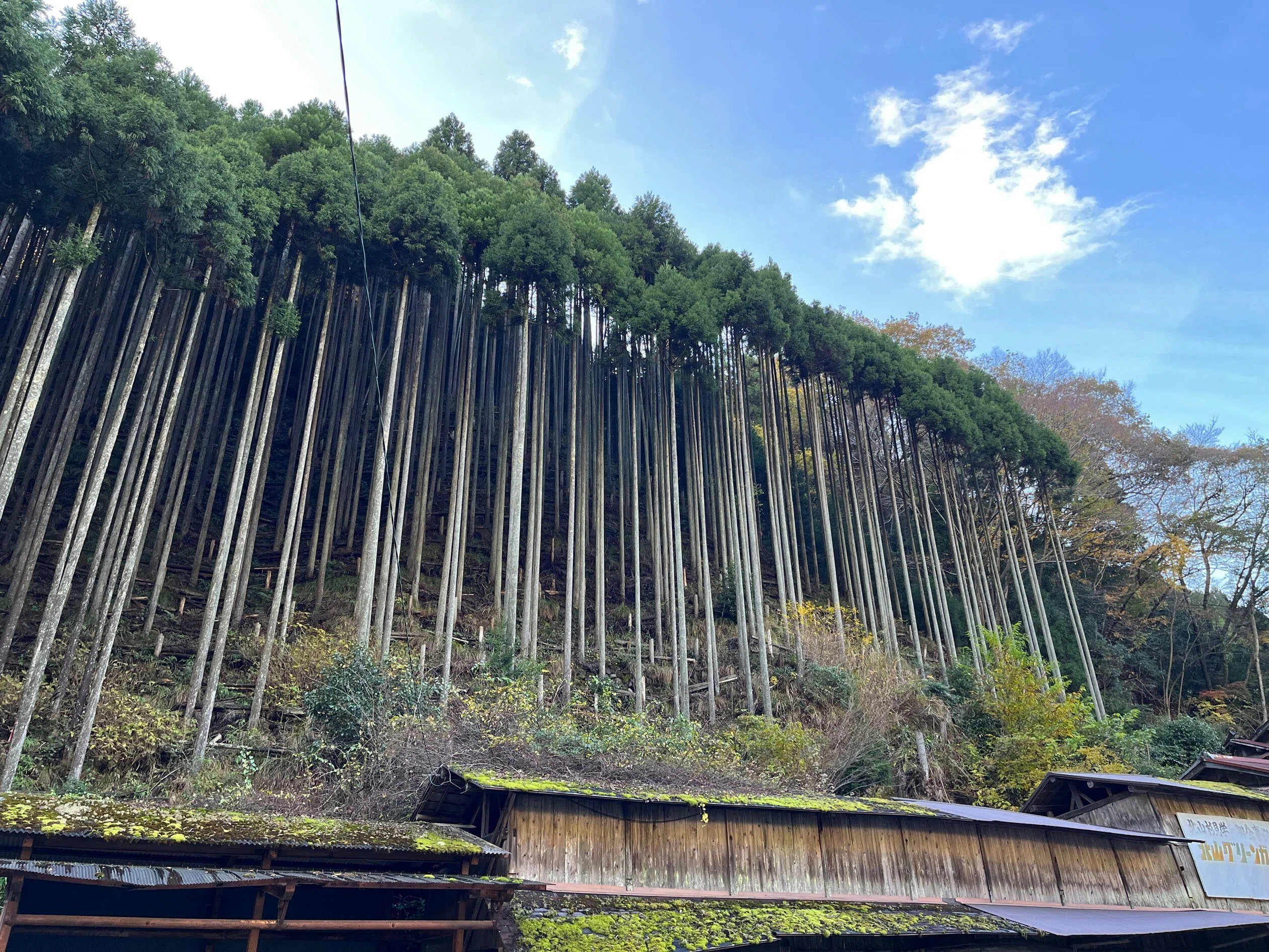 京都の建築を支えてきた北山杉と文化的景観｜Hiroshi Kawajiri