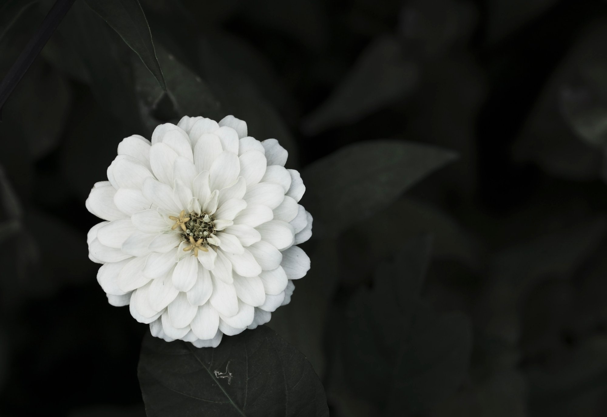 Vol 464 12月5日 好き嫌い 長い 豊田慶記 Note Vol 464 12月5日 好き嫌い 長い 豊田慶記 Note