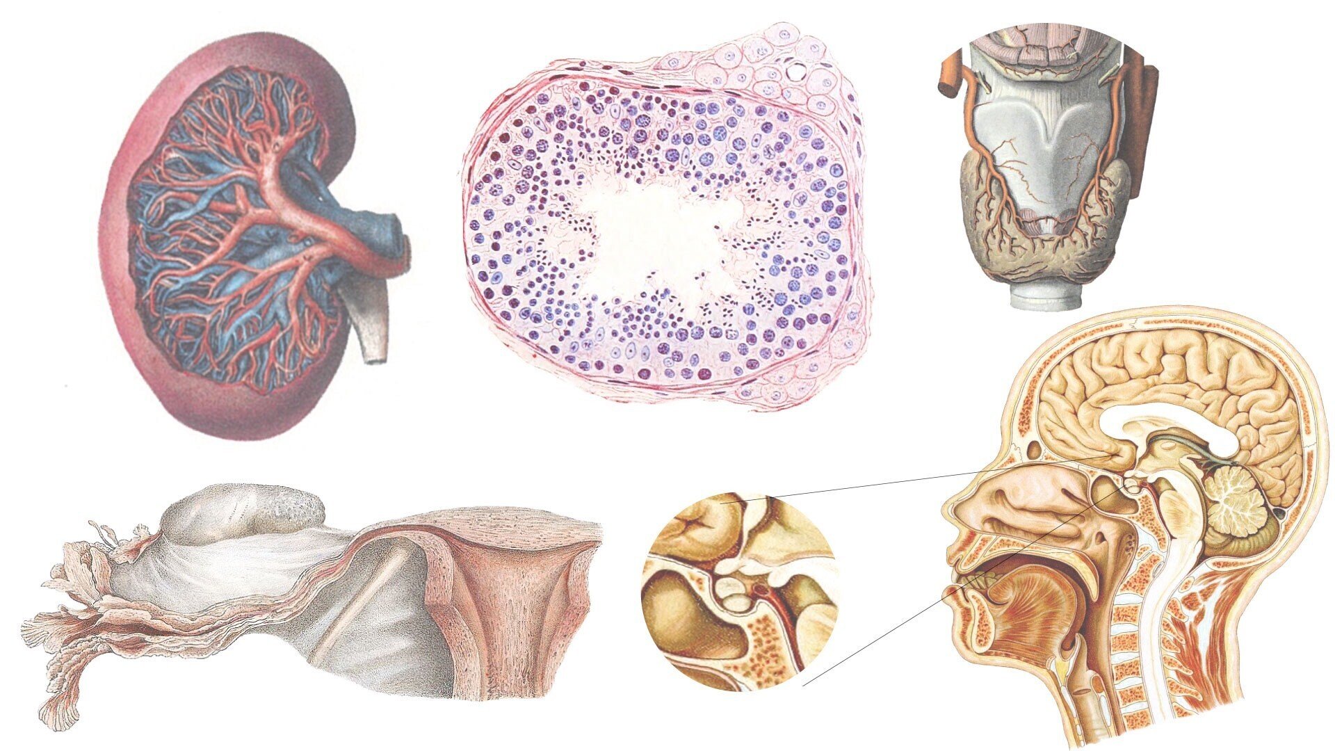 実習解剖学 解剖実習室へようこそ | 前田恵理子, 廣川信隆 |本 | 通販 | Amazon