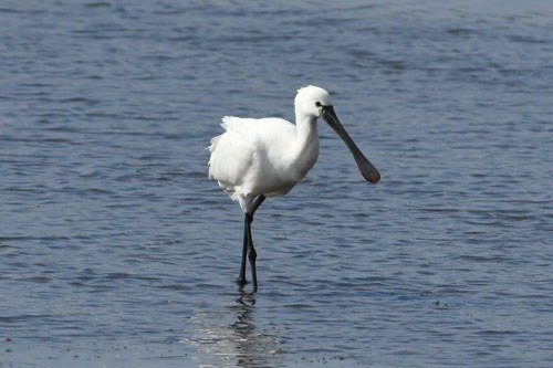第2311回 まだいる面白い英名の鳥 ⑵｜翆野 大地