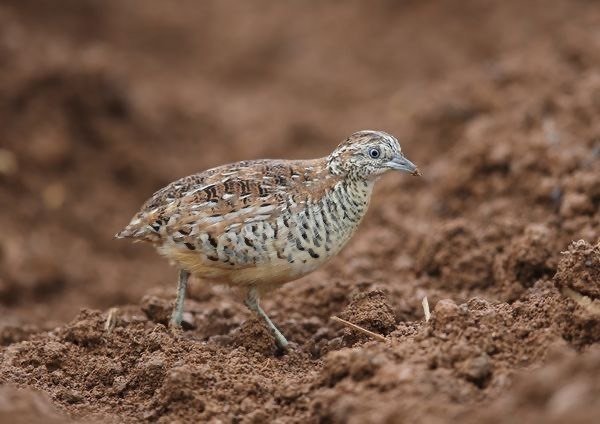 第2311回 まだいる面白い英名の鳥 ⑵｜翆野 大地