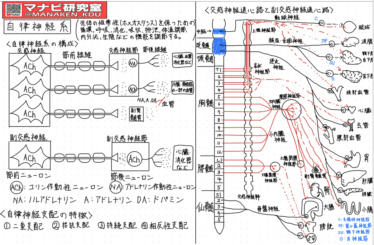 自律神経の働き：講義グラレコ紹介 歯学科 自律神経機能Ⅰ 2022