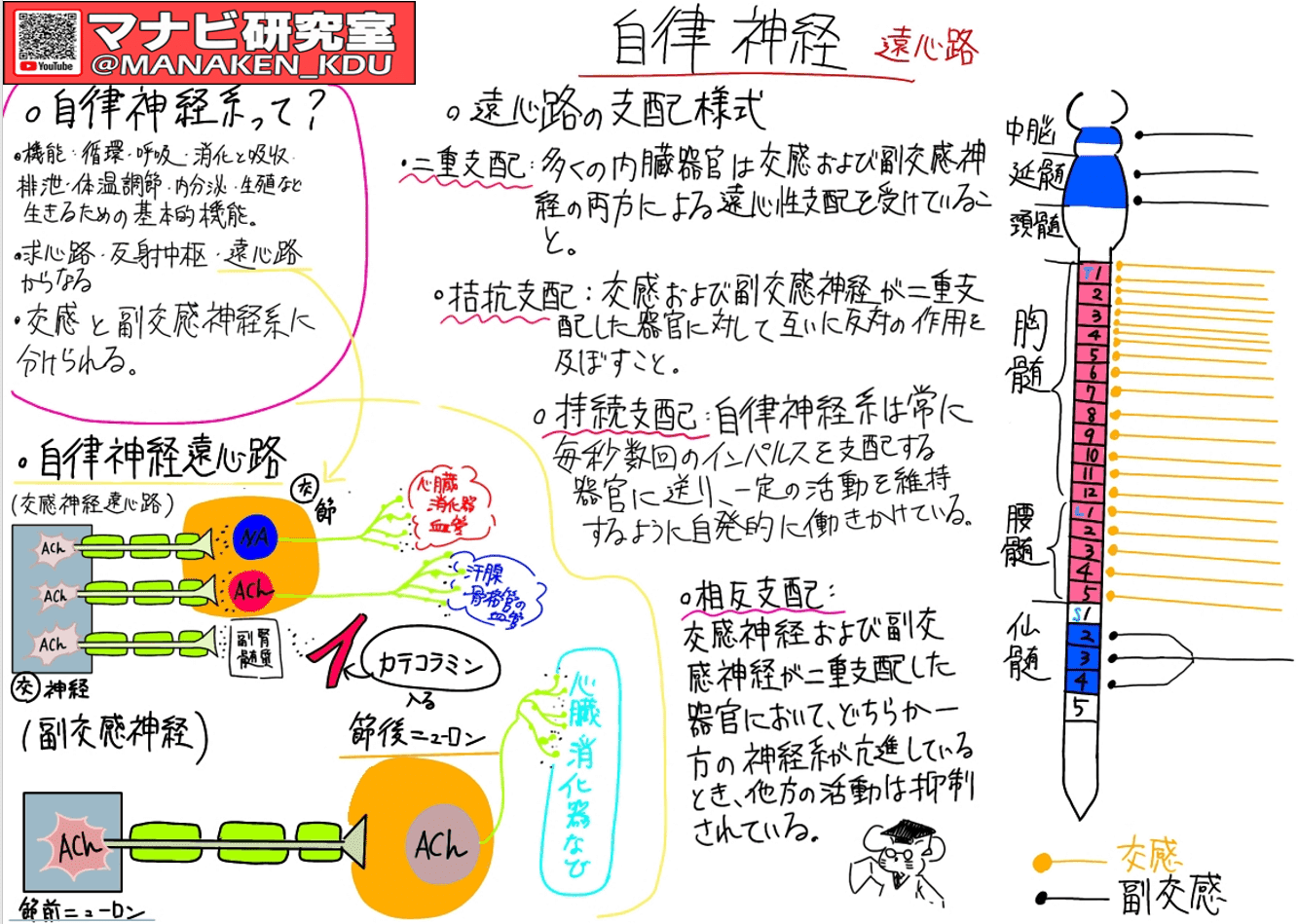 やさしい自律神経生理学 命を支える仕組み / 鈴木 郁子 編著 やさしい