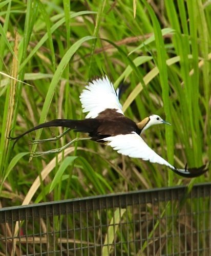 空をイメージする鳥 オオコウモリ - Wikipedia