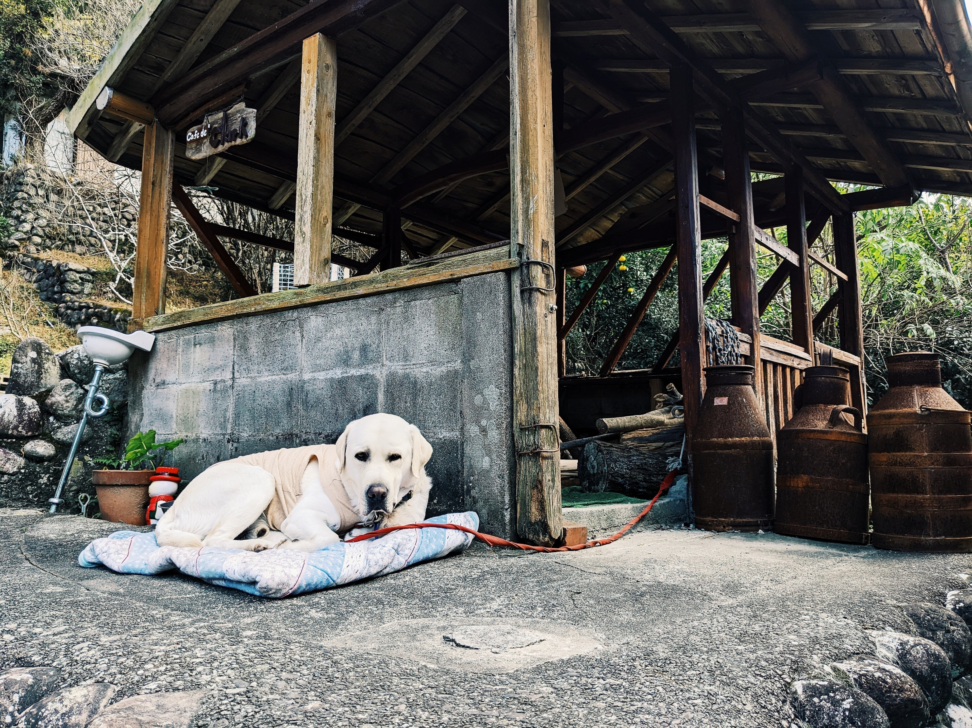 久々の出品‼️ジャンクガーデンに⭕️デカくて存在感有るぞ　古民家カフェ 古民家カフェ】「cafe de clark」（静岡県浜松市天竜区）に行ってき