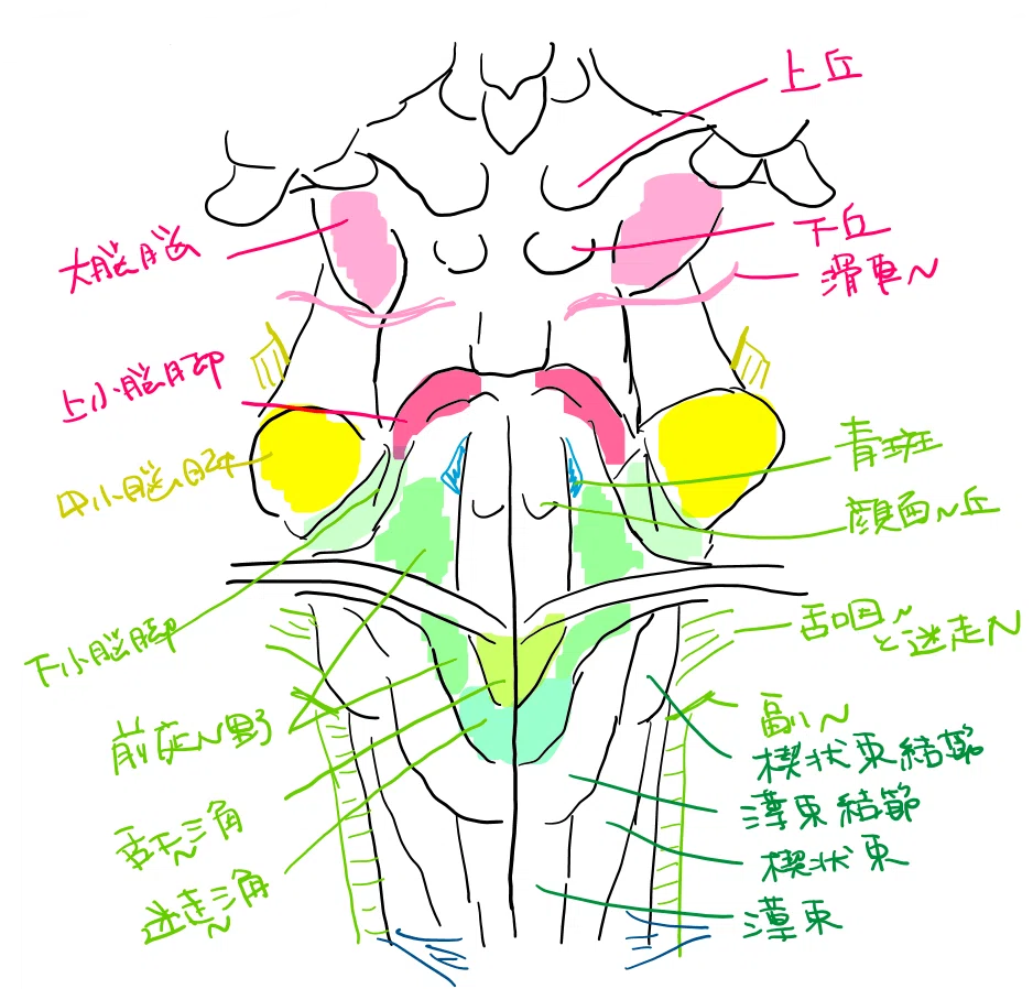 延髄について|おぐらあんこ@回復期作業療法士