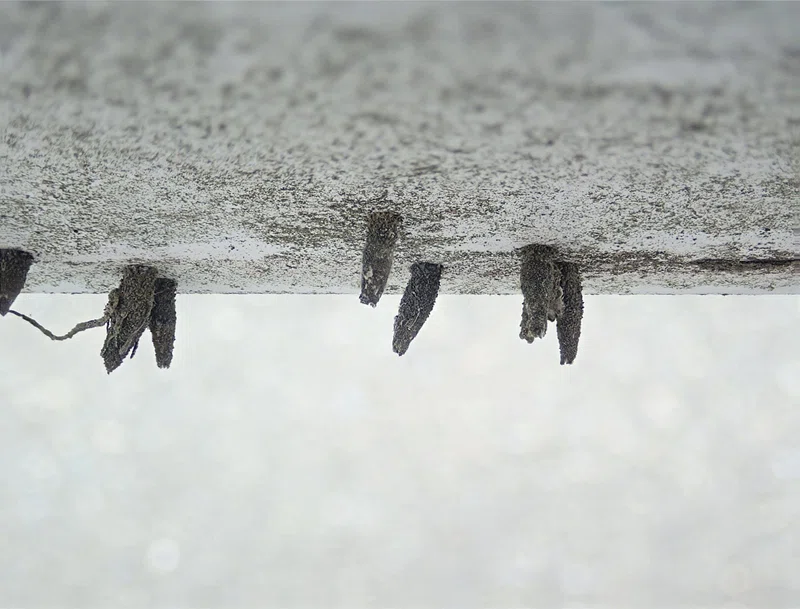 アキノヒメミノガ―身近なミノムシの謎の多い生態―|hydraenids