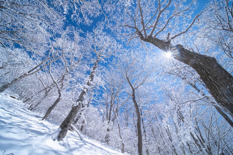 地元の写真家が選ぶ！ 冬の軽井沢、お勧め撮影スポットを紹介。｜Karuizawa Foto Fest / 軽井沢フォトフェスト 公式