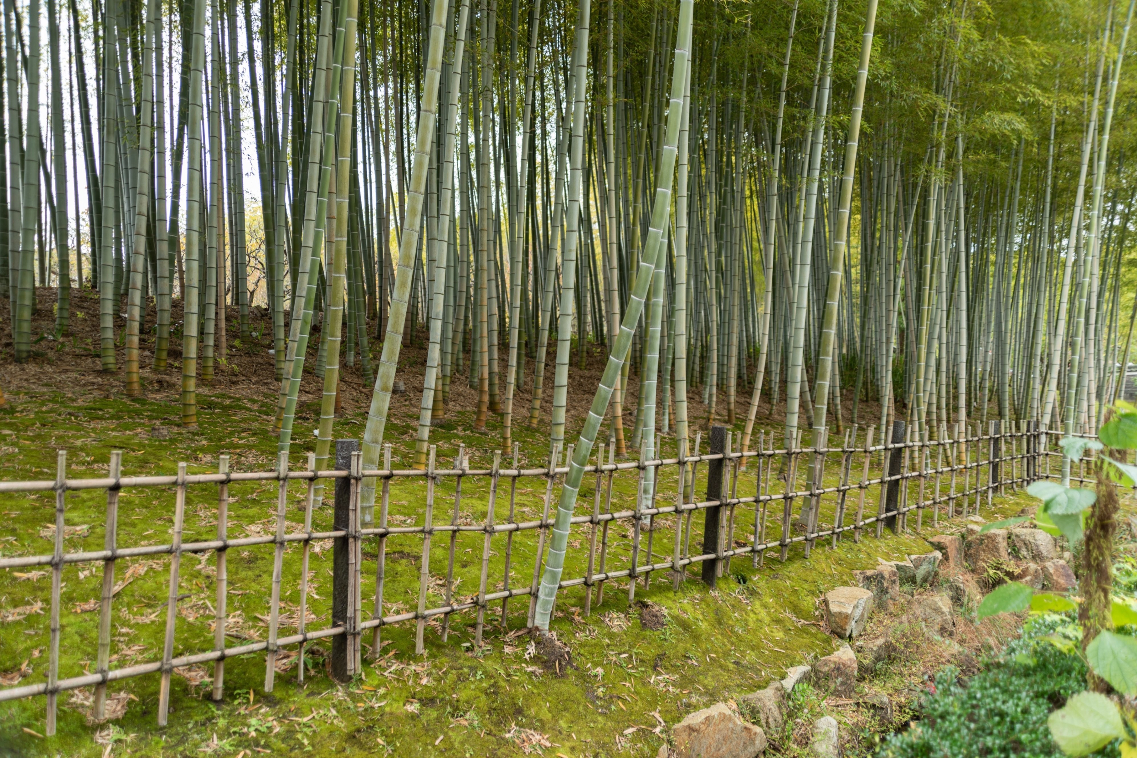 Ai AF Zoom-Nikkor 24-85mm f/2.8-4D IF レンズ購入後レビュー。万博