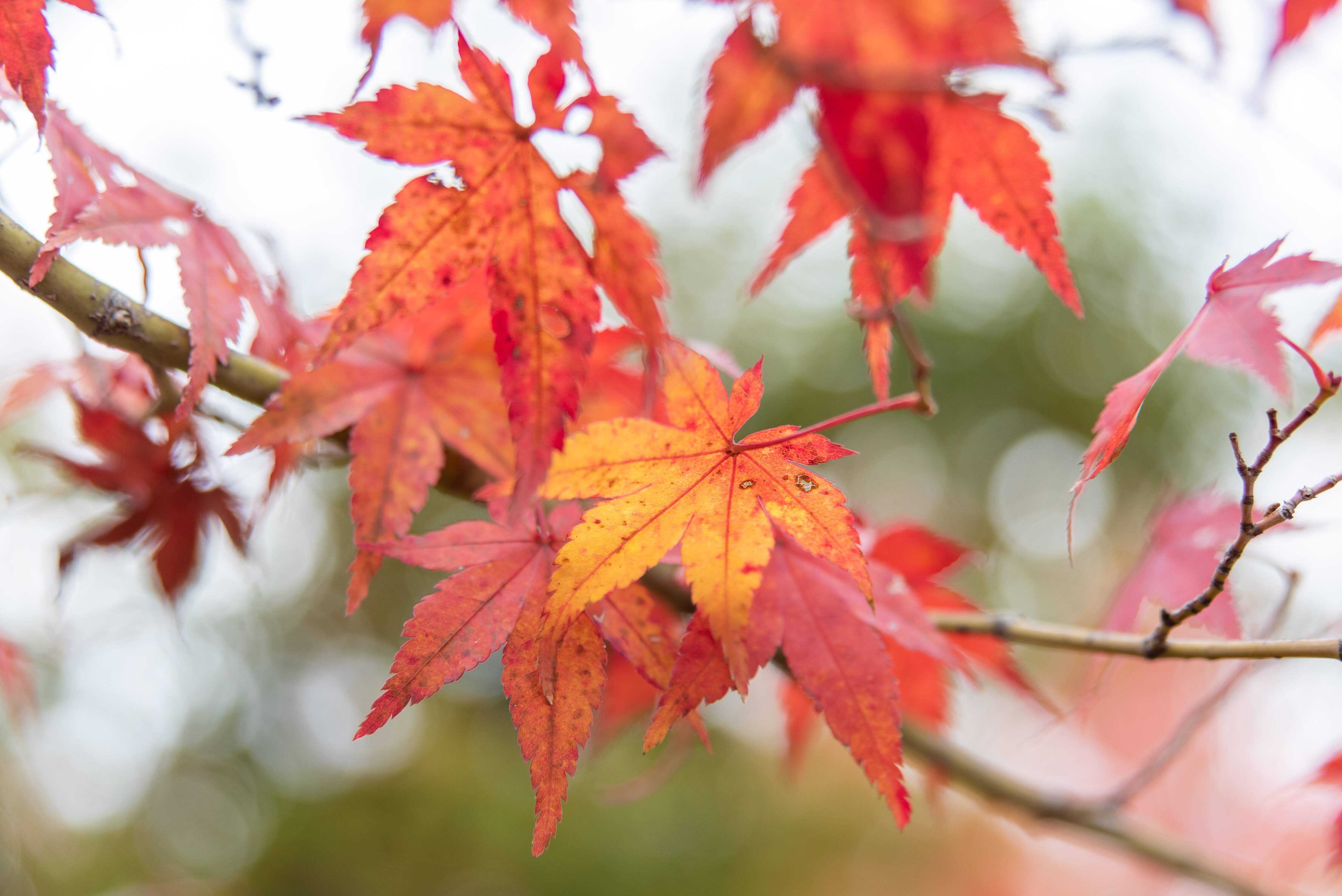 Ai AF Zoom-Nikkor 24-85mm f/2.8-4D IF レンズ購入後レビュー。万博