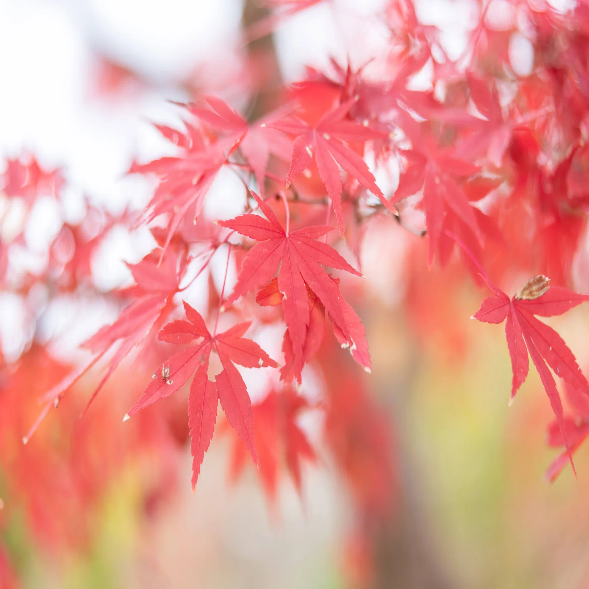 Ai AF Zoom-Nikkor 24-85mm f/2.8-4D IF レンズ購入後レビュー。万博 