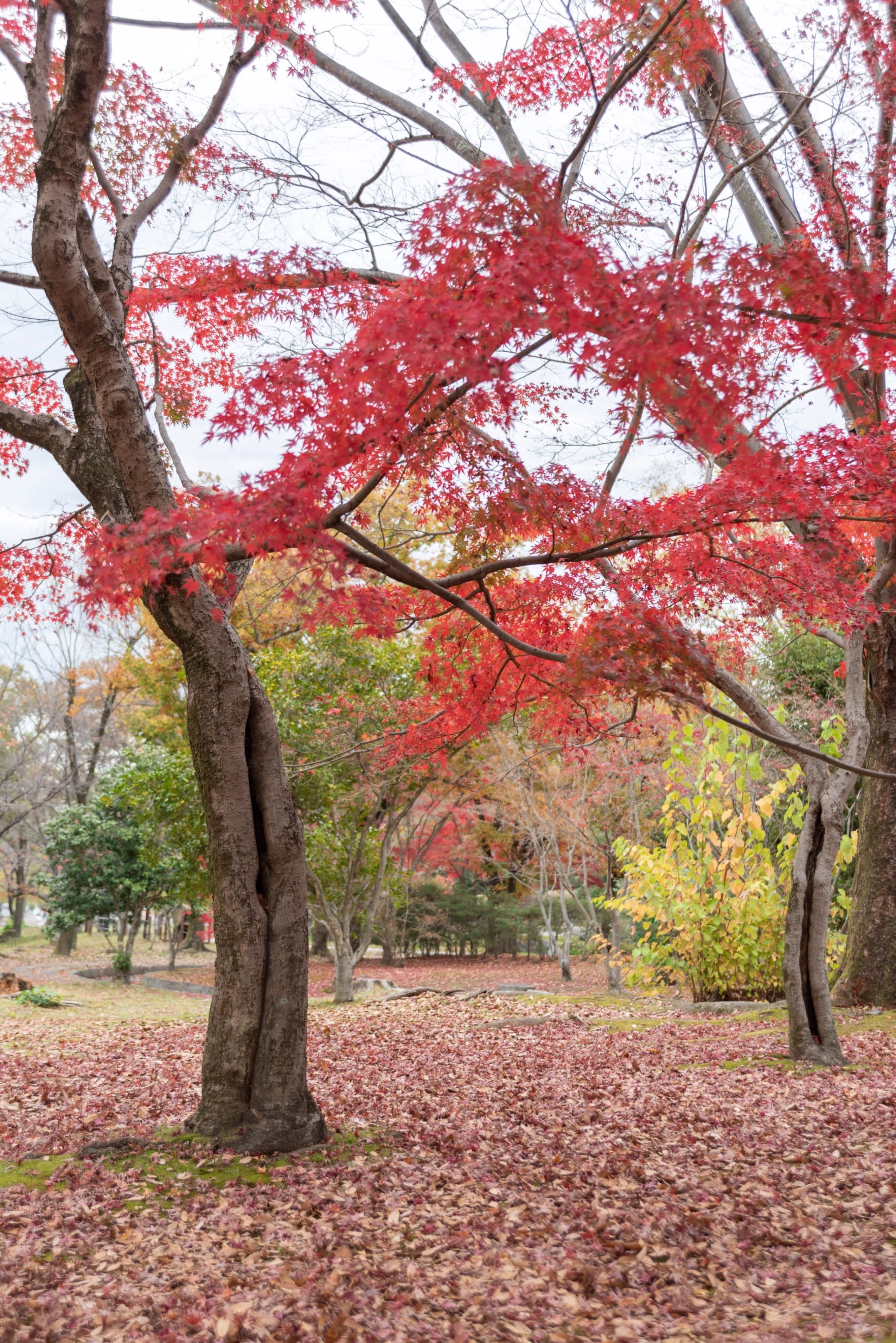 Ai AF Zoom-Nikkor 24-85mm f/2.8-4D IF レンズ購入後レビュー。万博