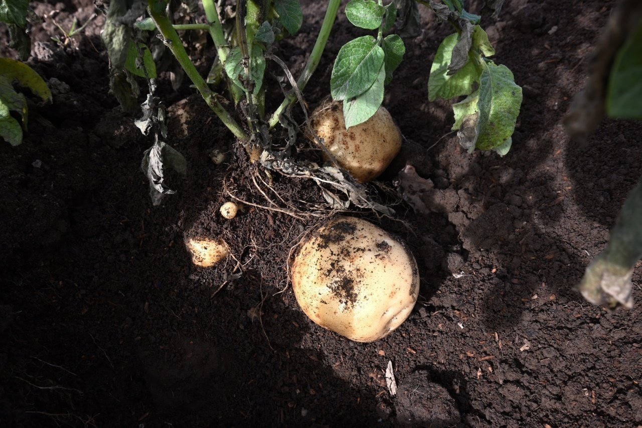 じゃがいも⑥】秋ジャガイモ(∩´∀`∩)｜みたまさおみ