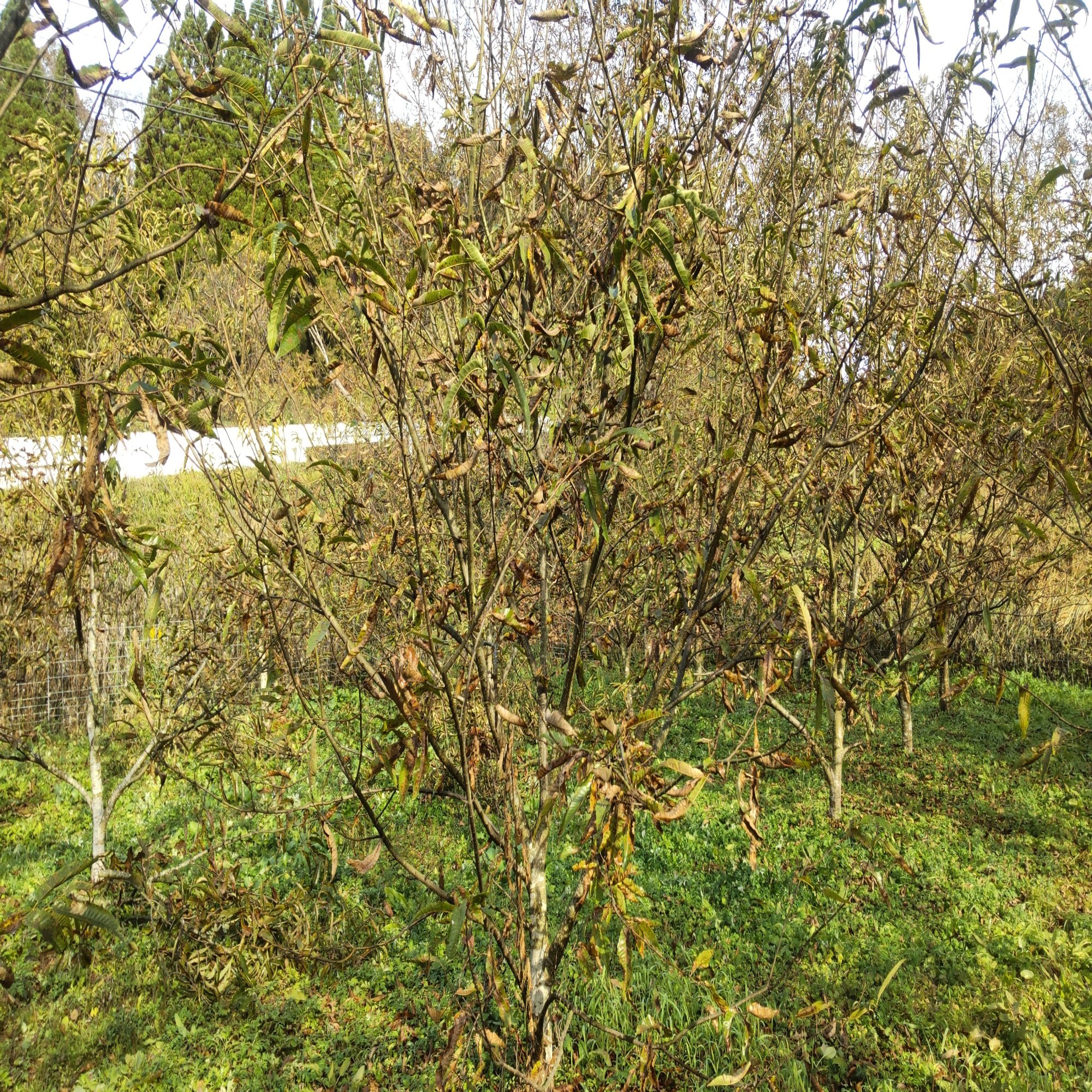 22 12 08 栗剪定 まっちゃんの農業日誌 松本かほく農園 Note