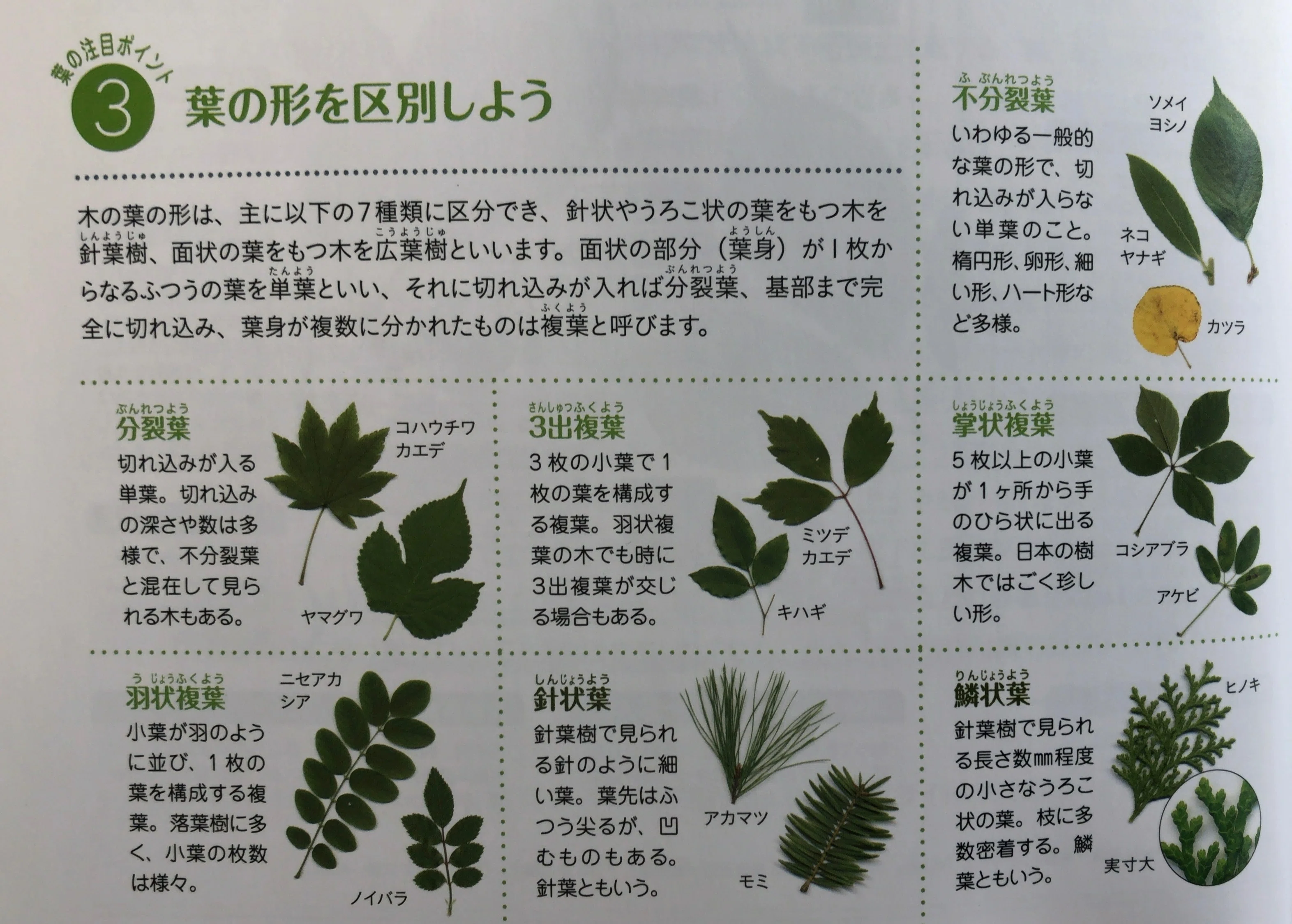 図鑑編集者が伝える、葉っぱから木の名前を調べる方法｜ヤマケイの本
