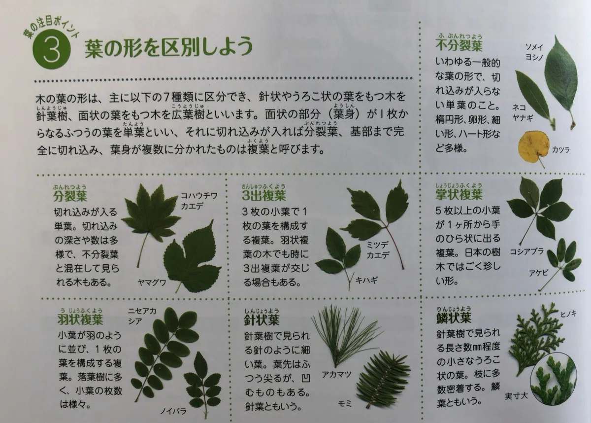 図鑑編集者が伝える、葉っぱから木の名前を調べる方法｜ヤマケイの本